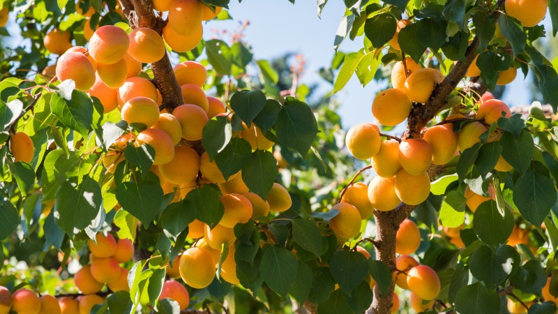 Malatya Kayısısı Erkenci mi Yetişecek? - Mundus Agri