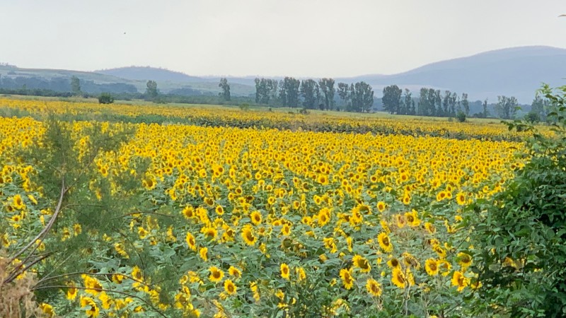 Sonnenblumenfeld in Bulgarien