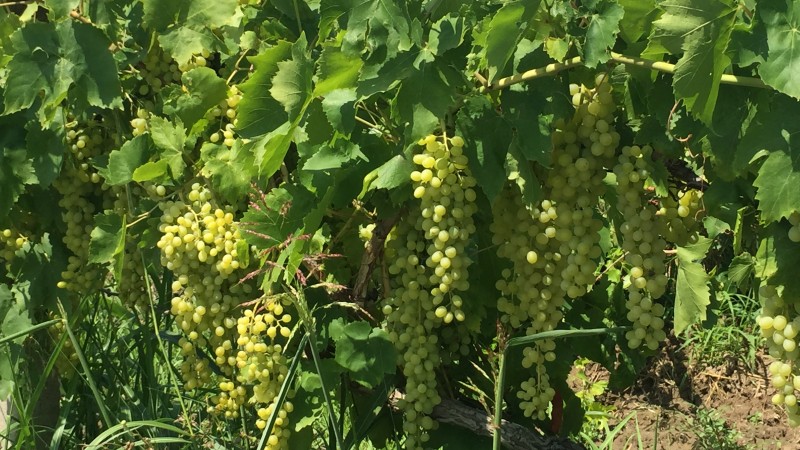 Traubenanbau in Manisa, Ernte 2019