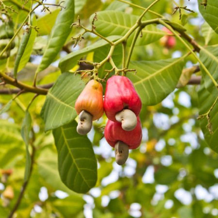Cashews: RCN purchased in Tanzania - Mundus Agri