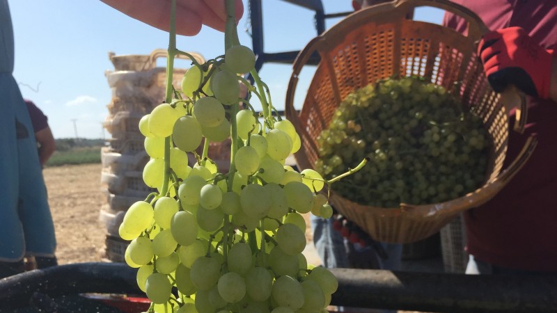 Farmers dipping grapes in Manisa.