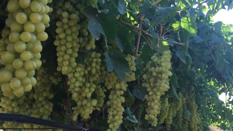 Grapes on the vines in Manisa.