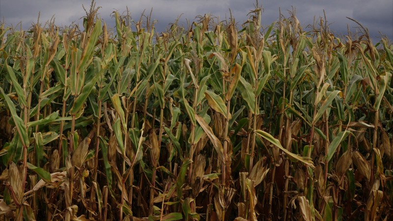 Аграрии Антрацитовского района начали уборку урожая зерновых культур (ФОТО)
