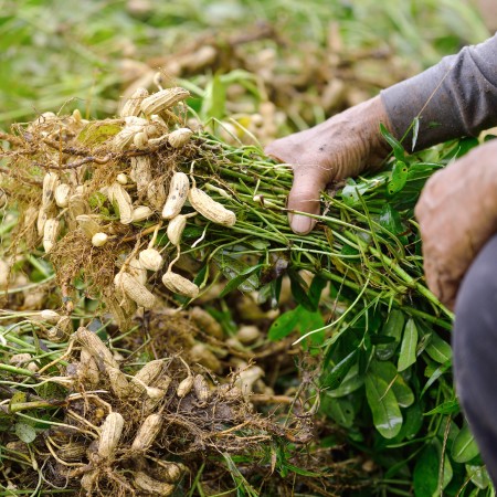 Peanuts: harvest starts in Argentina - Mundus Agri