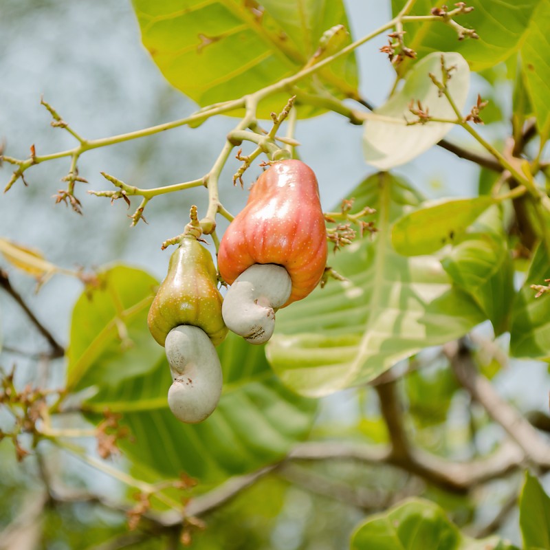 Cashew in deals india