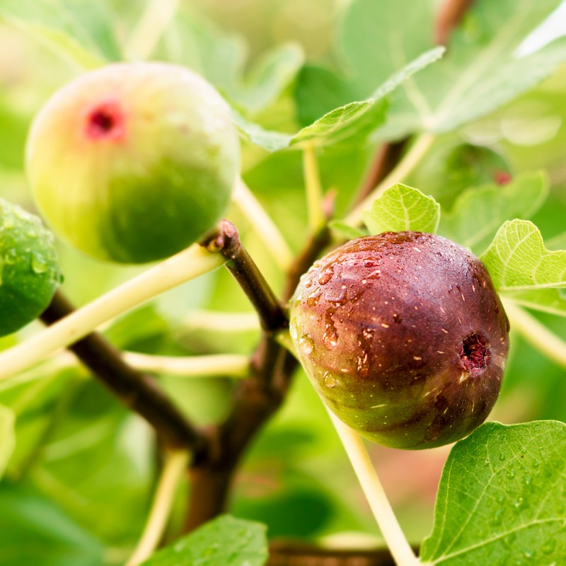 Apricot vs Figs: Health Insights