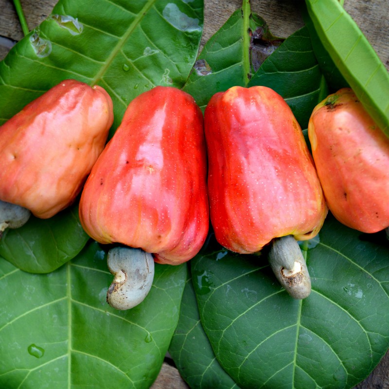 Cashew sale export price