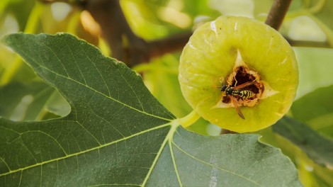 Sultanas: vines could not recover - Mundus Agri