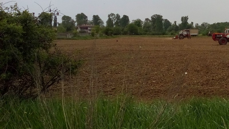 While in the fields, farmers do hope the weather will favor their efforts with rain! 