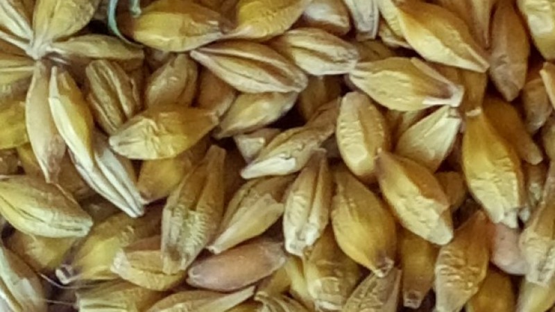 In fields, organically cultivated barley is on focus. 