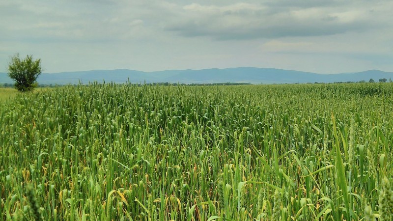 Hailstorms could easily devastate a field like this one. 