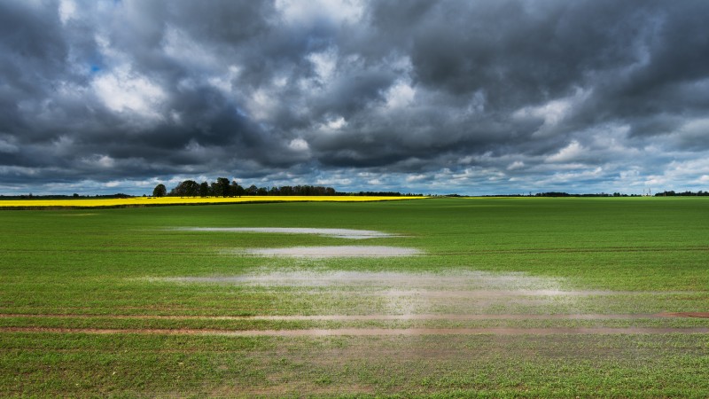 Lack of rain and high temperatures in May have caused enormous crop damages in Germany. 