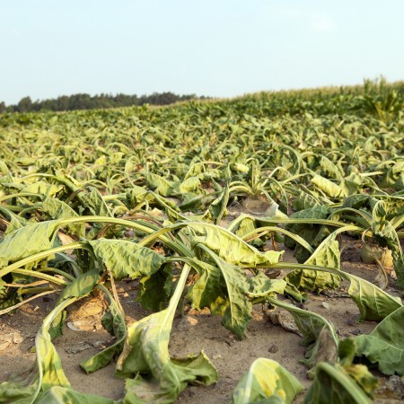 Sugar: Heat stress also in the EU beet cultivation - Mundus Agri