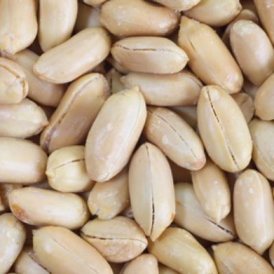 Peanuts: Satisfactory prospects in Argentina - Mundus Agri